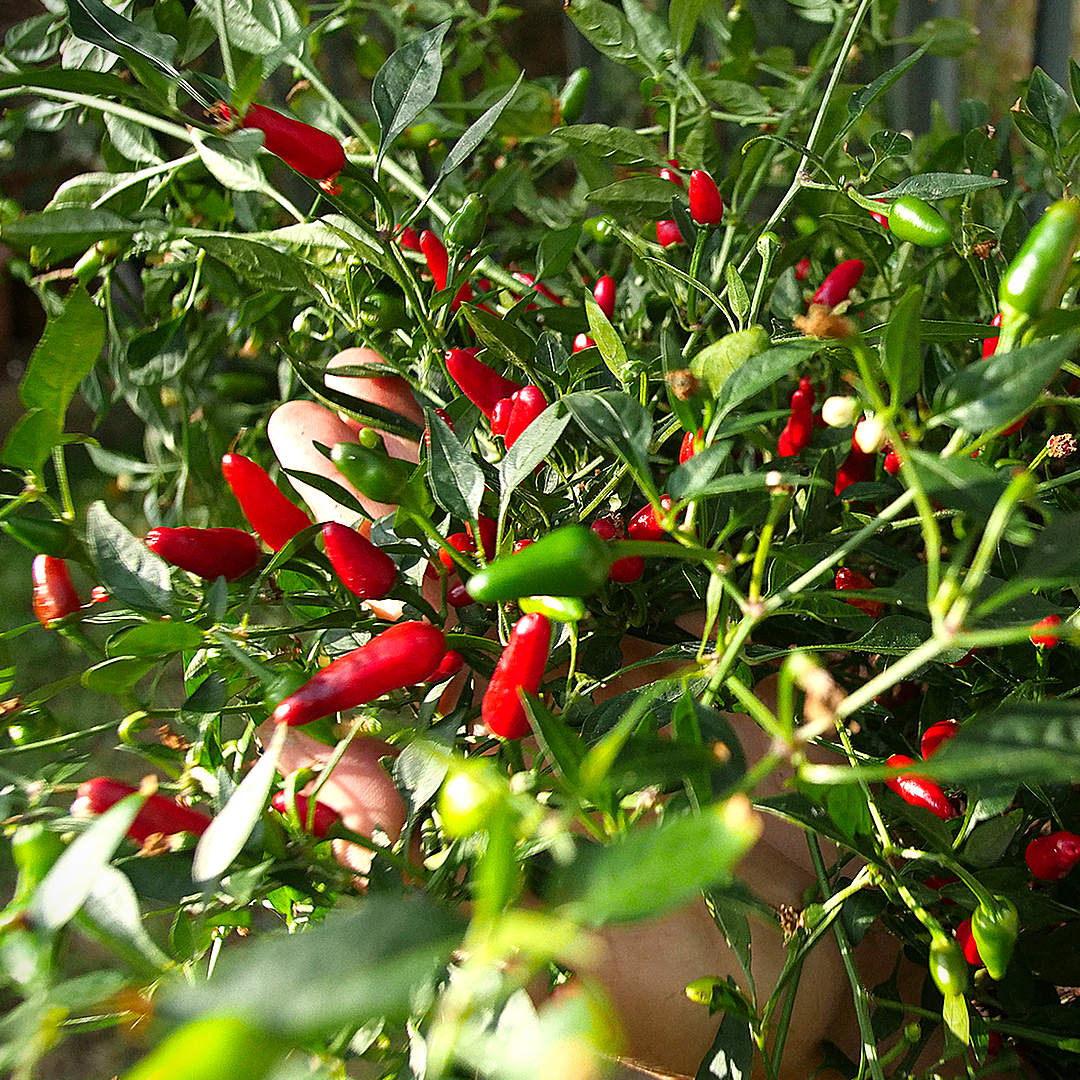 quickfire chilli