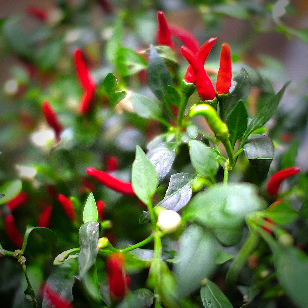 quickfire chilli