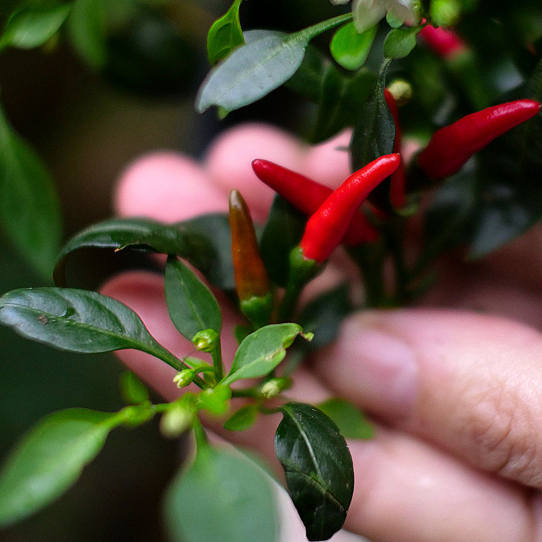 quickfire chilli