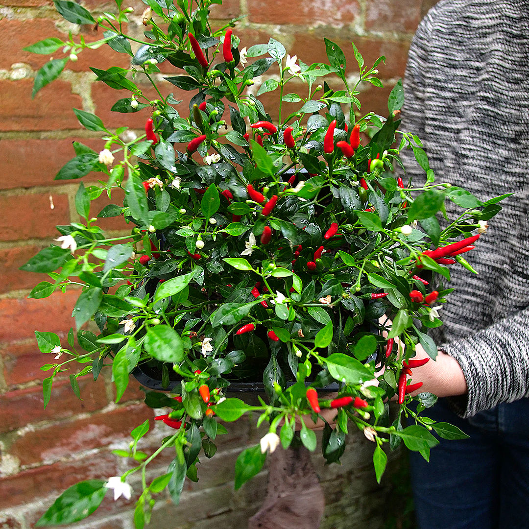 quickfire chilli