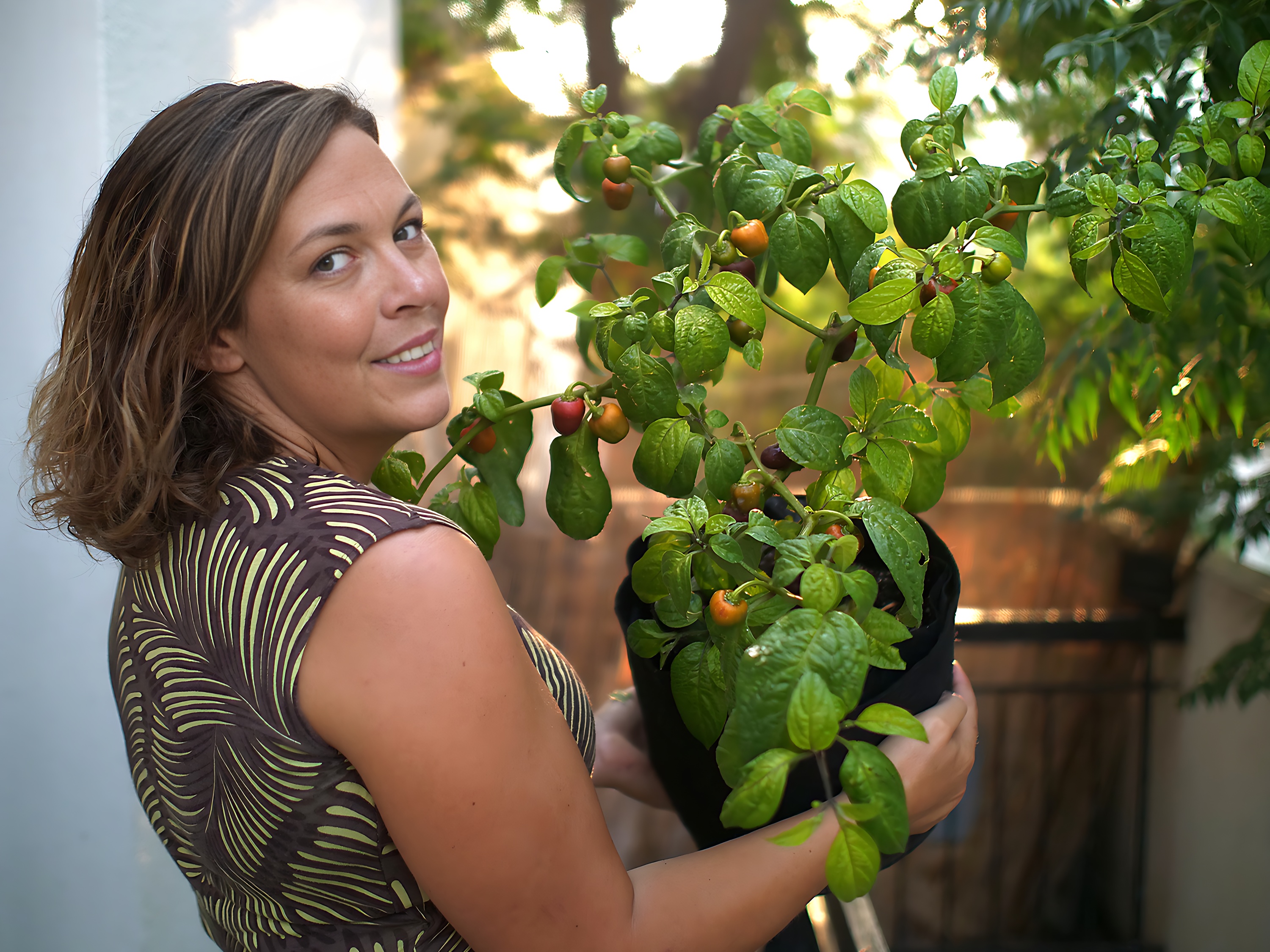 rocoto chilli