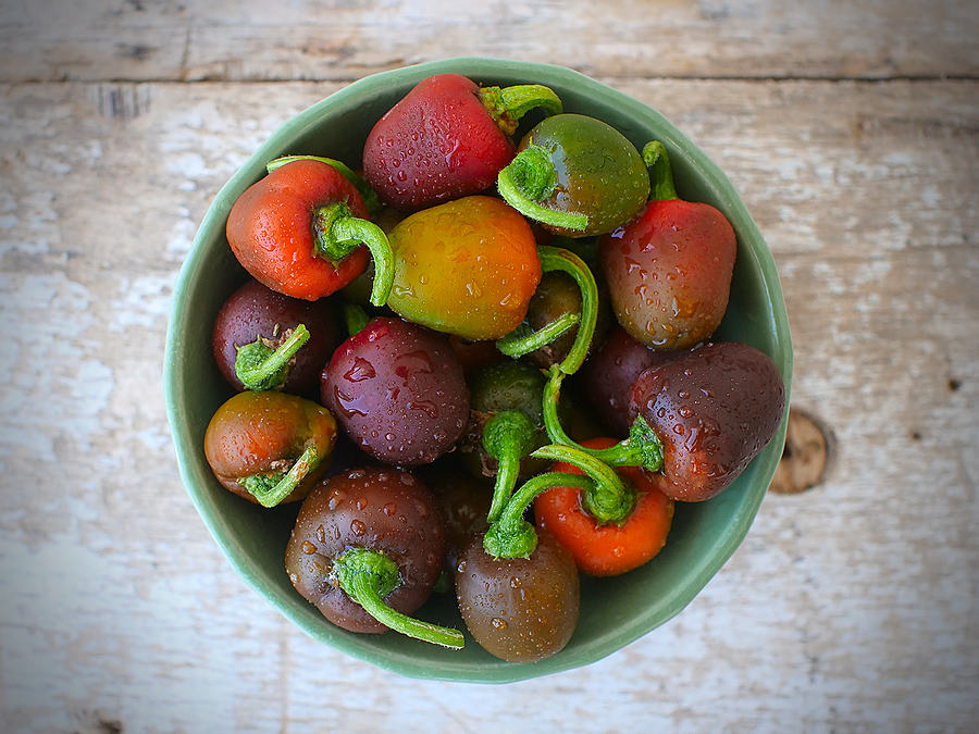 rocoto chilli