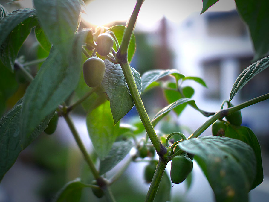 rocoto chilli