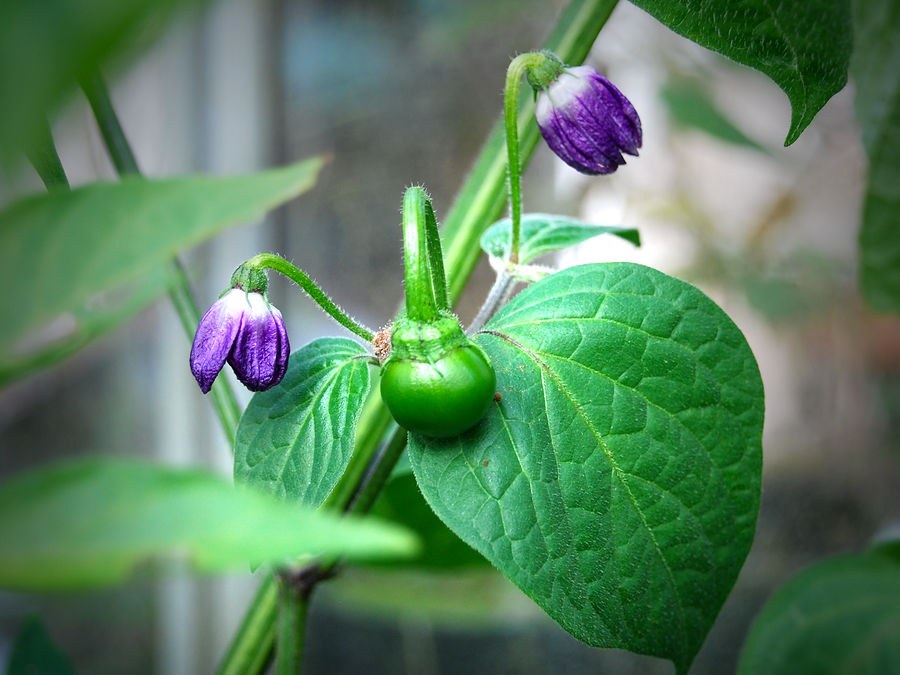 rocoto chilli