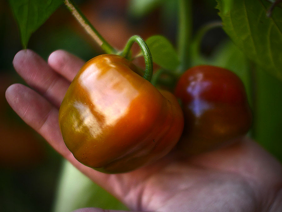 rocoto chilli