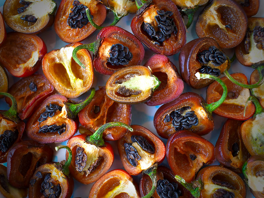 rocoto chilli