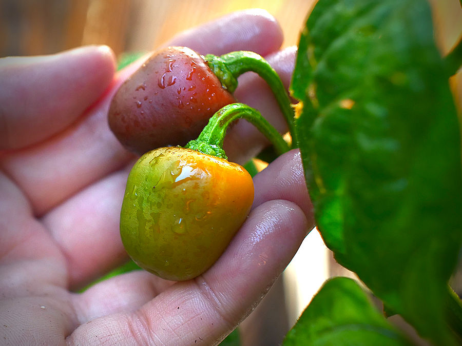 rocoto chilli