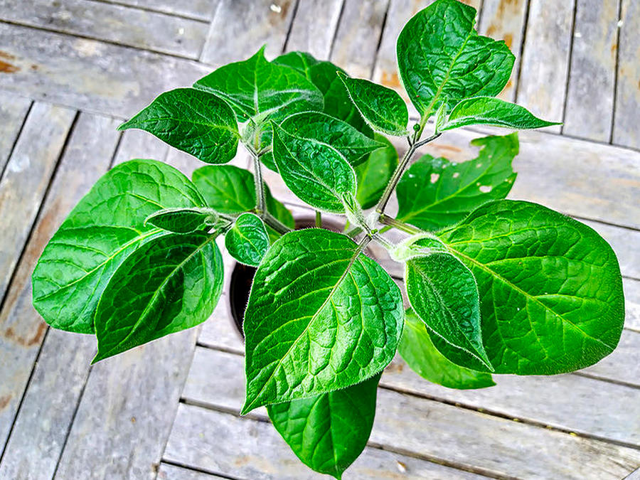 rocoto chilli
