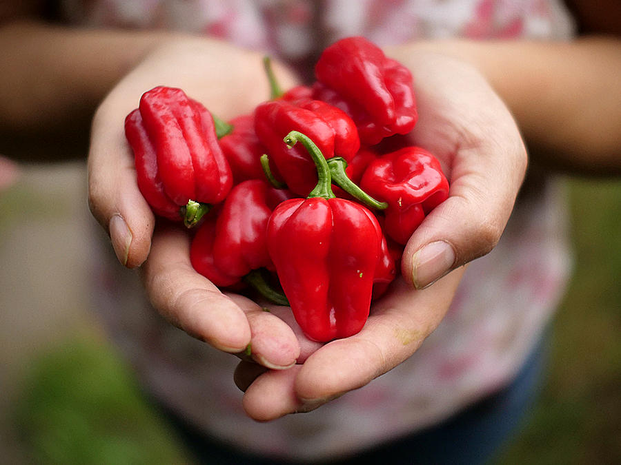 World of Chillies Scotch Bonnet chilli pods held in cupped hands