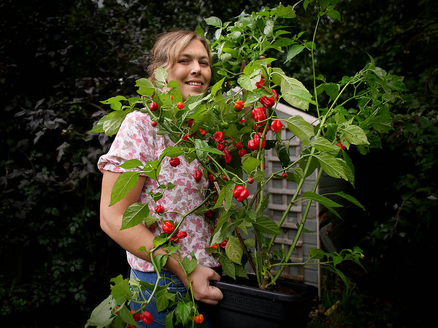 World of Chillies Scotch Bonnet chilli plant with grower
