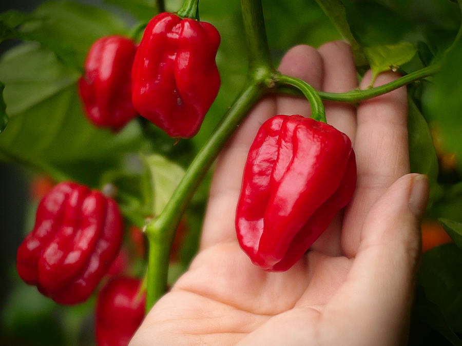 World of Chillies Scotch Bonnet chilli held in hand