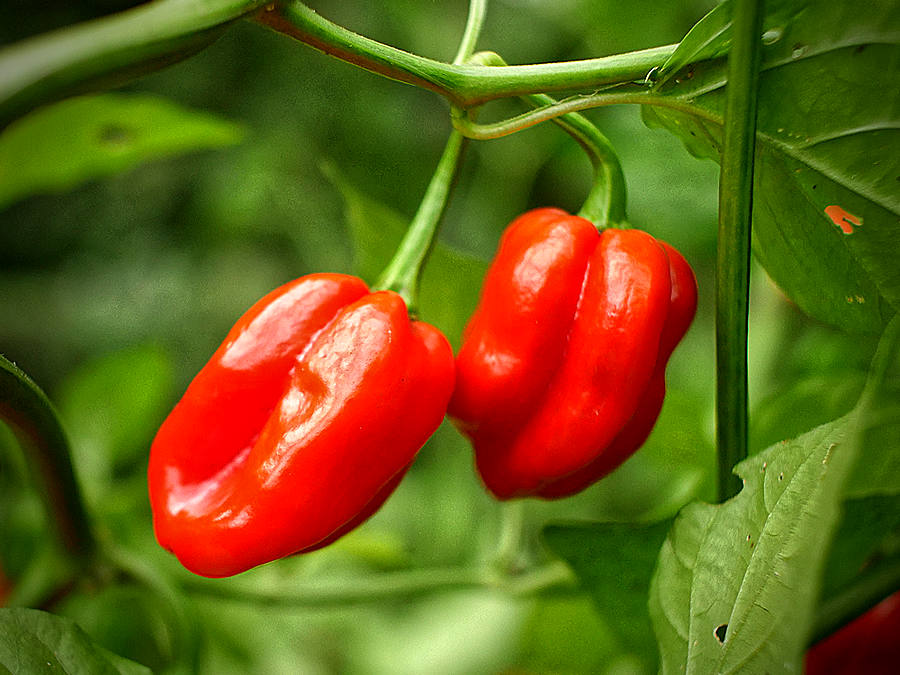 World of Chillies Scotch Bonnet chilli pod up close