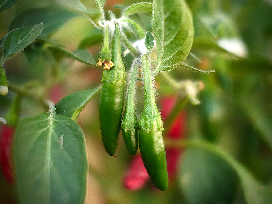 Jay's peach scorpion chilli bush