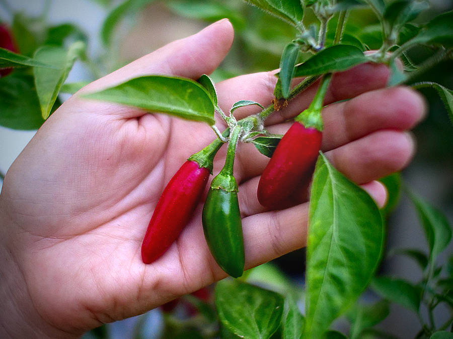 Jay's peach scorpion chilli bush