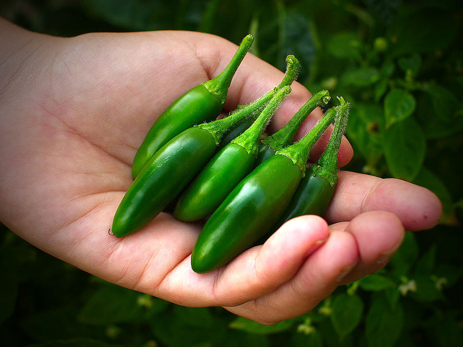 Jay's peach scorpion chilli