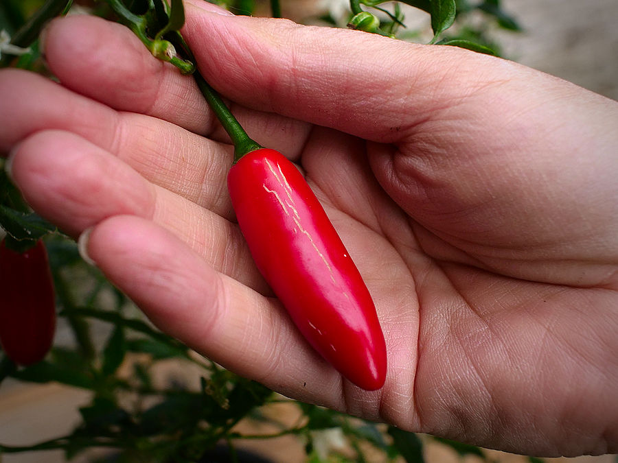Jay's peach scorpion chilli pod