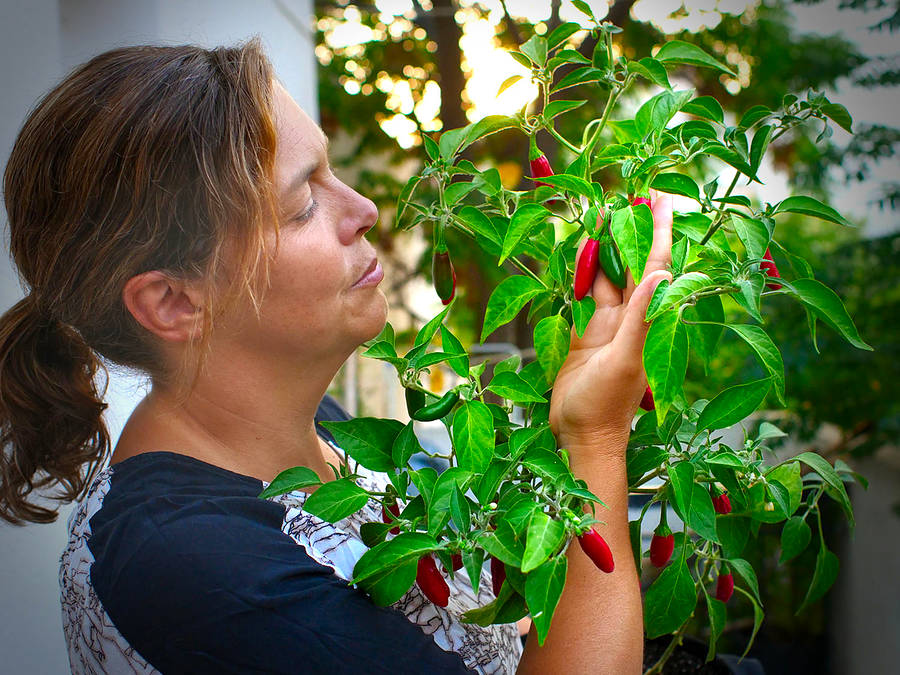 Jay's peach scorpion chilli bush