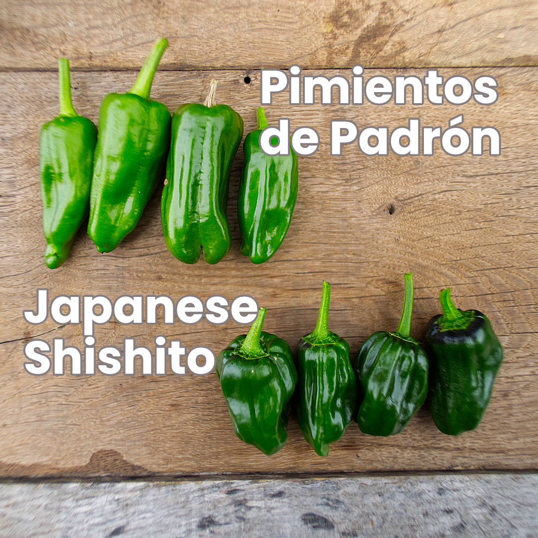 World of Chillies Shishito chilli compared with padron