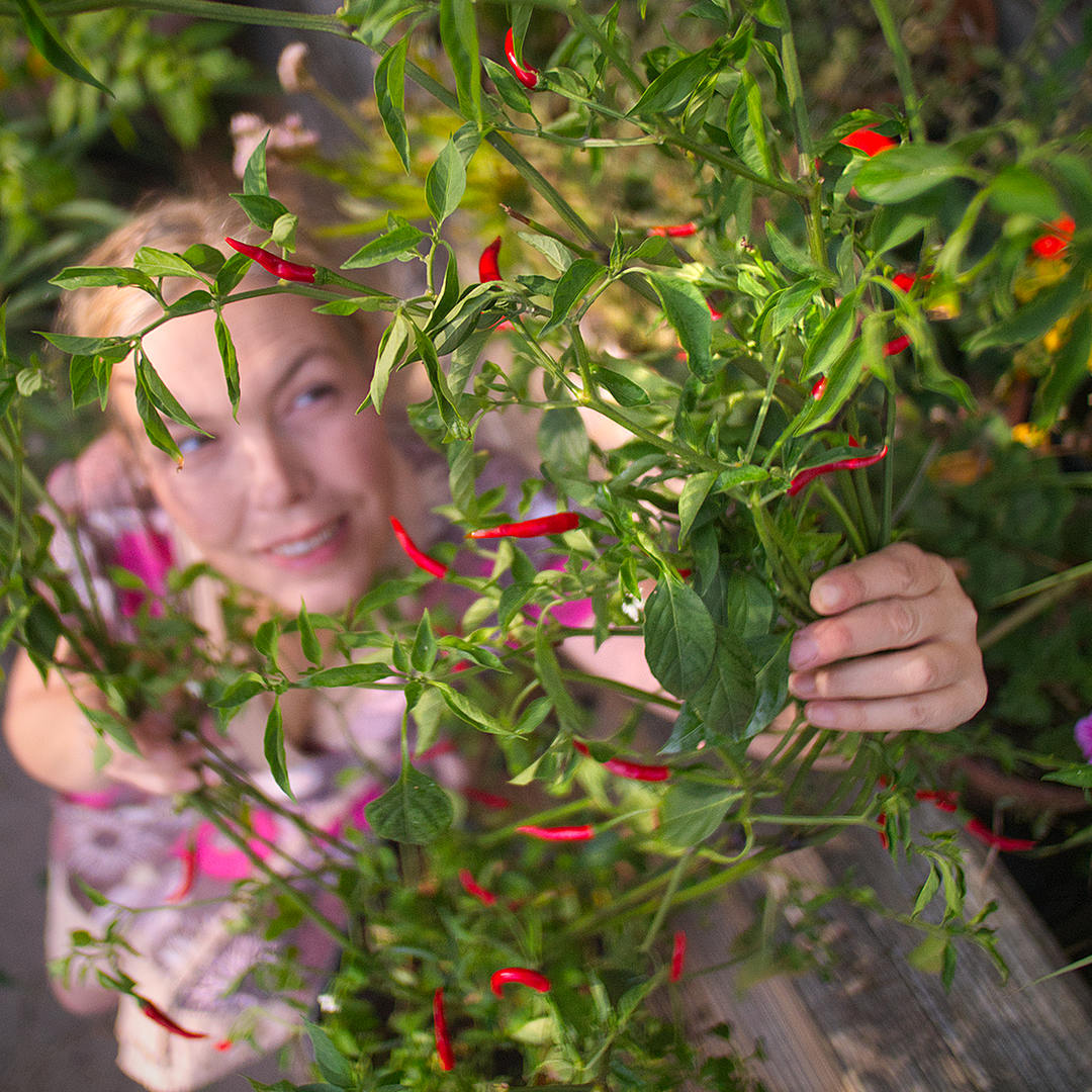 Thai dragon chilli