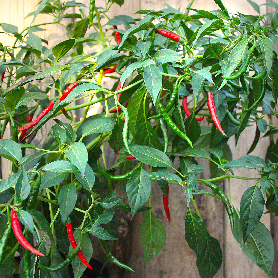 Thai dragon chilli