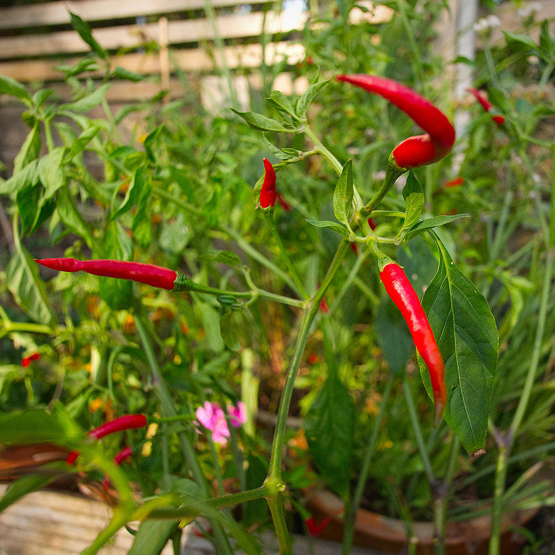 Thai dragon chilli