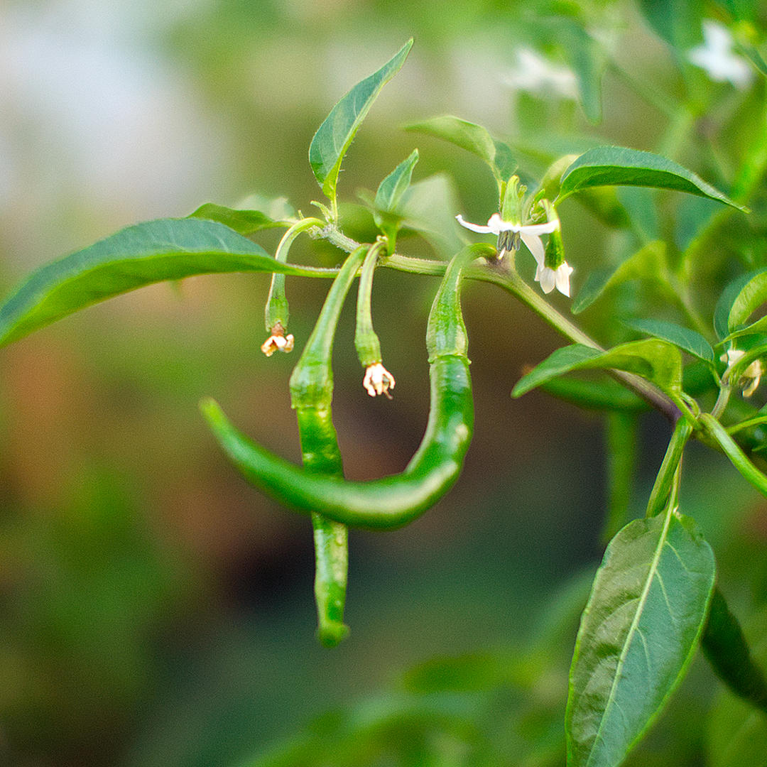 Thai dragon chilli