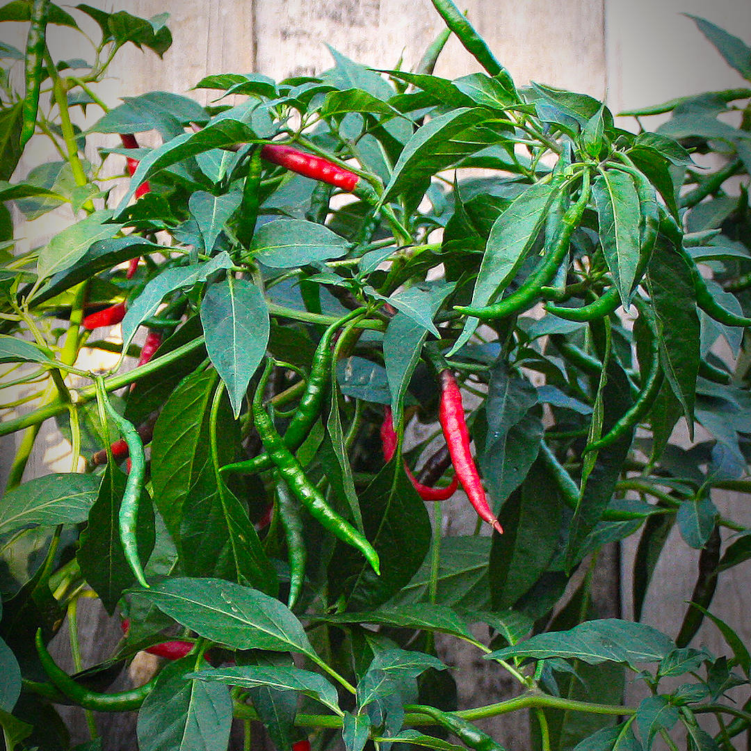 Thai dragon chilli