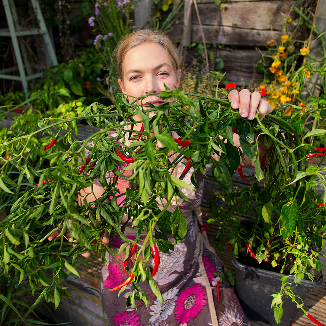 Thai dragon chilli