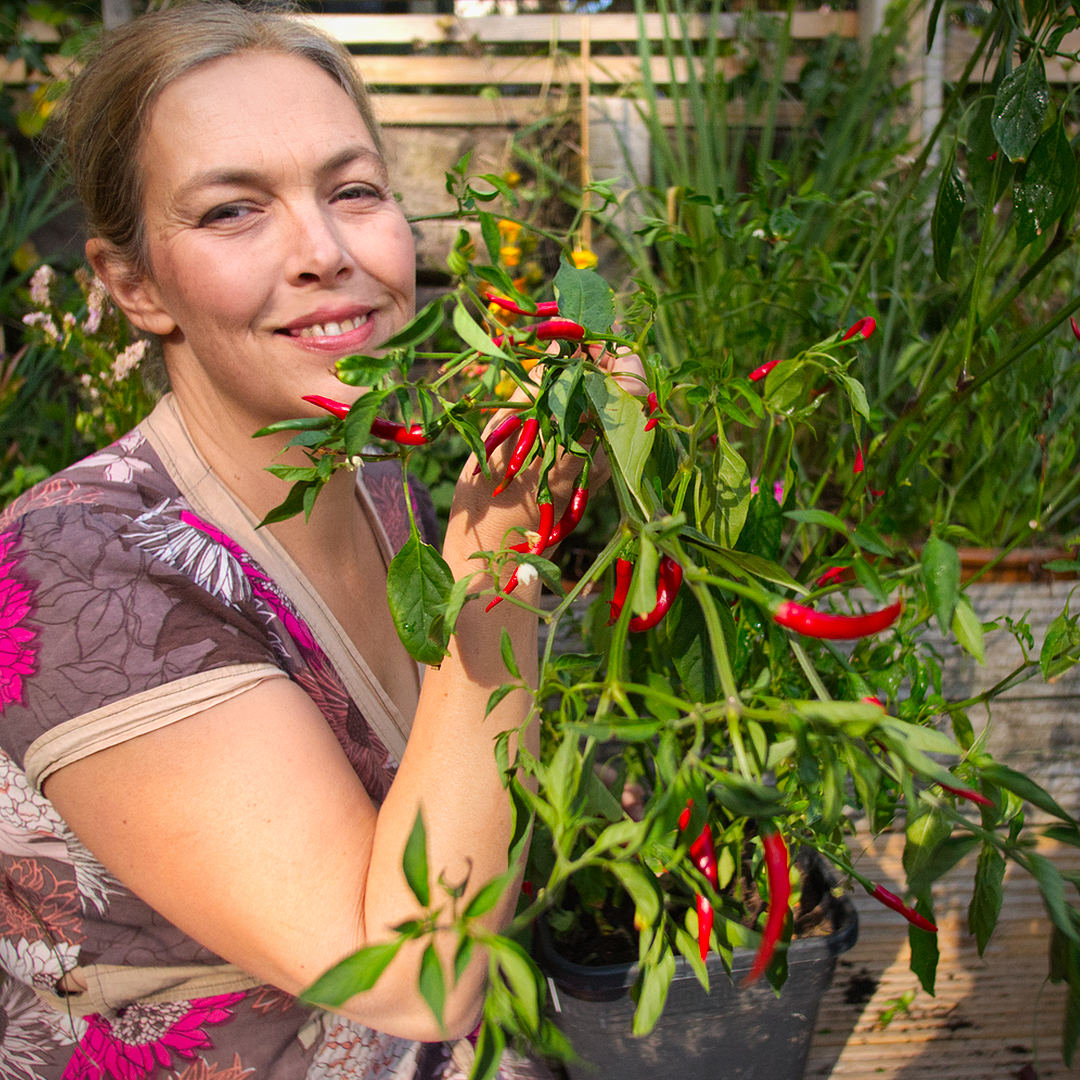 Thai dragon chilli