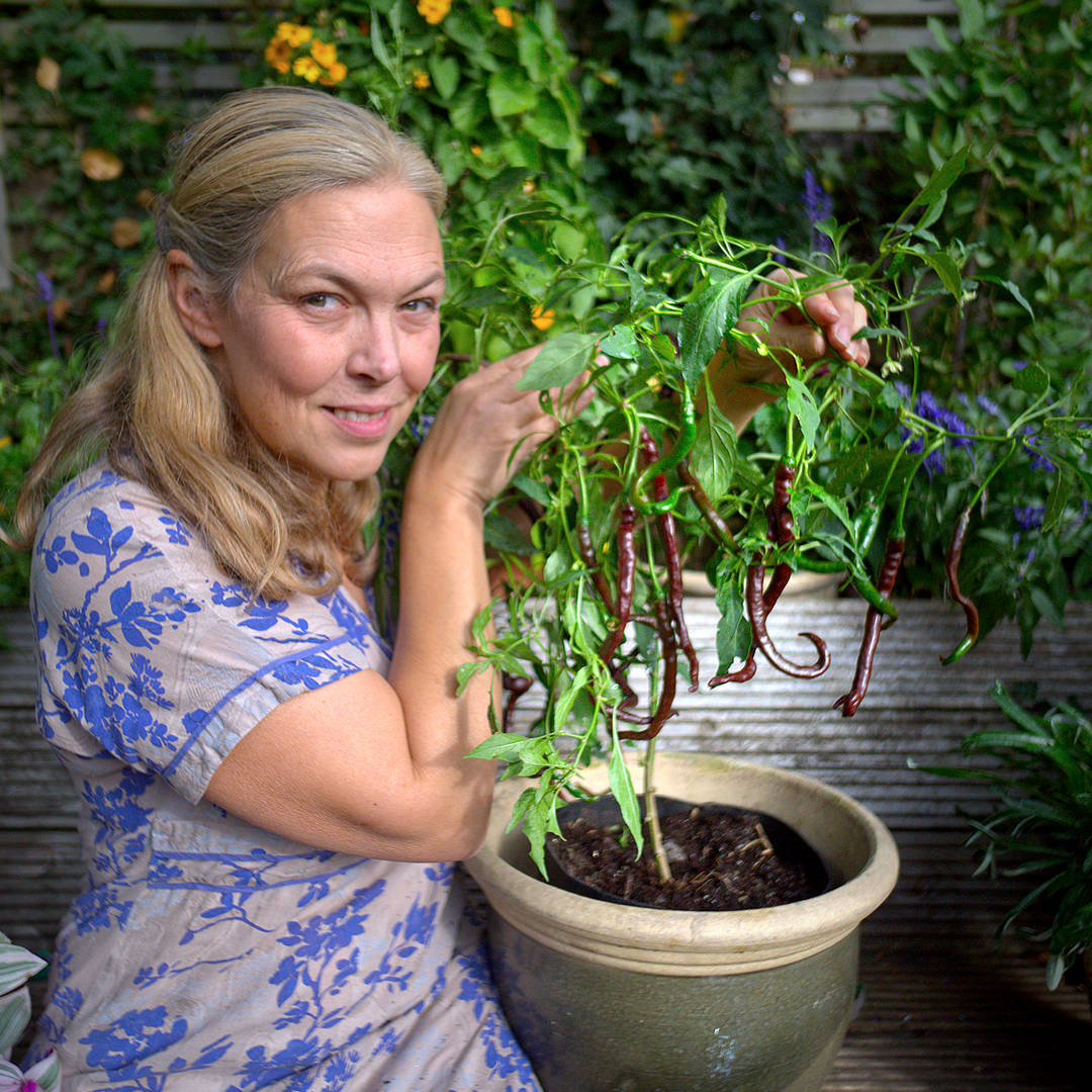Thunder Cacho chilli plant growing in a pot, held by grower.