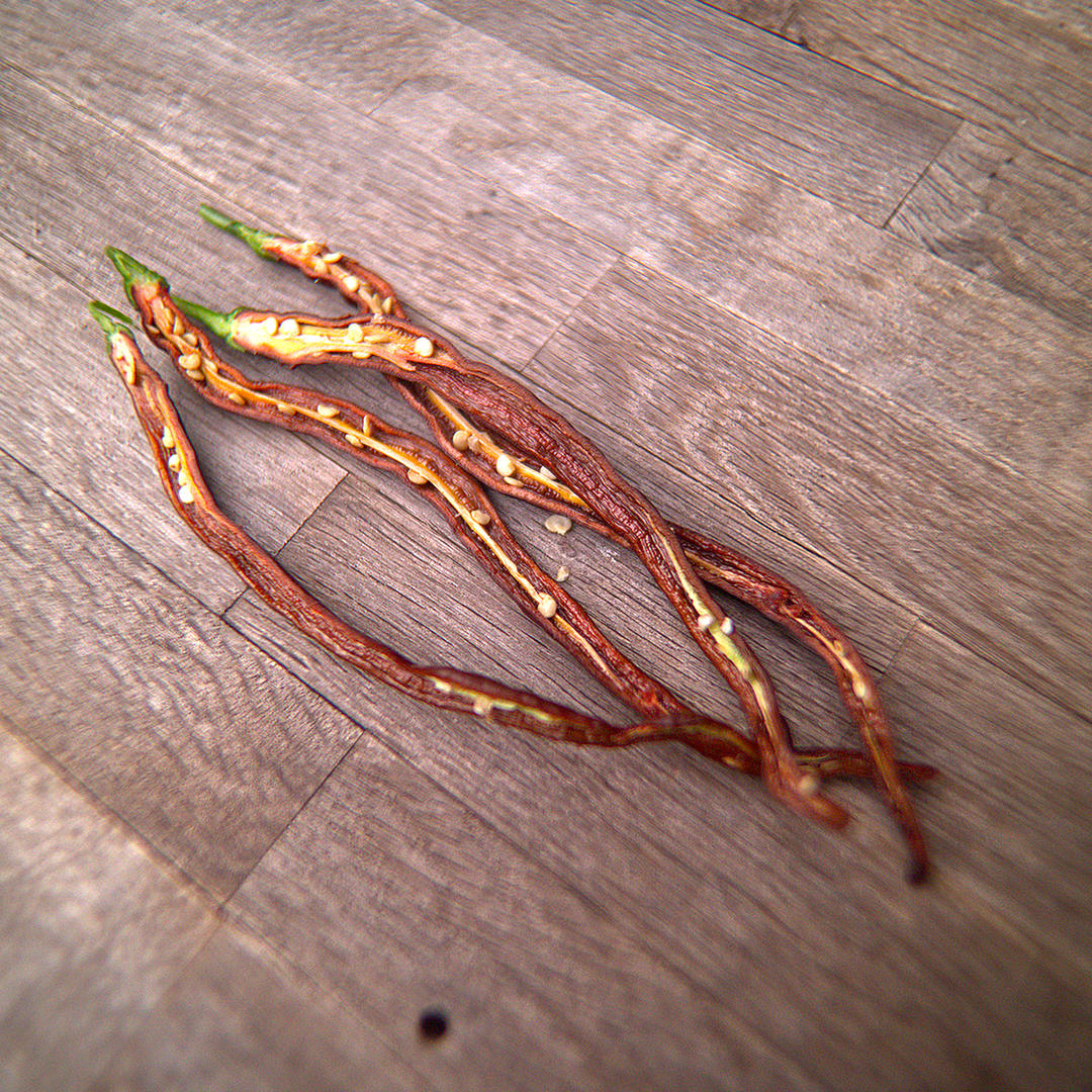Dried Thunder Cacho chilli pods cut open showing seeds inside.