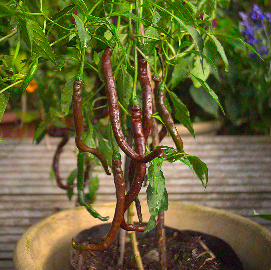 Thunder Cacho plant with green pods ripening to chocolate brown.