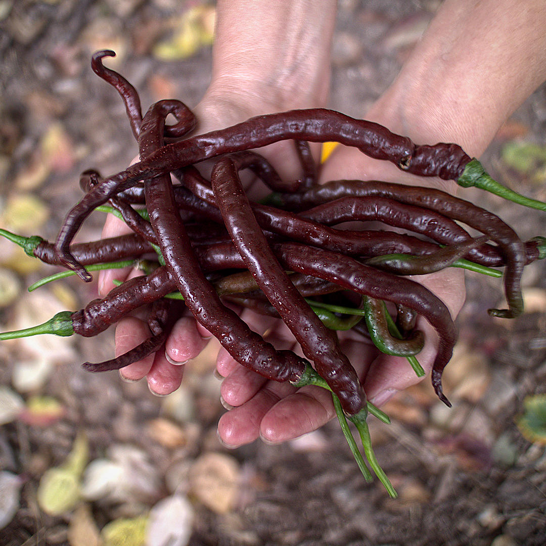 Hands holding harvested Thunder Cacho chillies, glossy and brown.