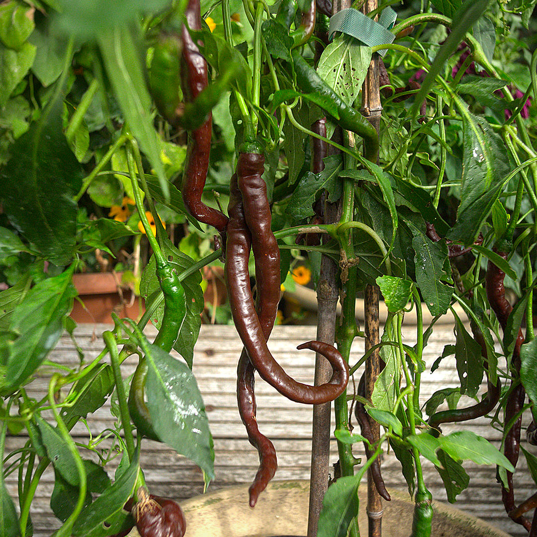 Thunder Cacho plant with long brown chillies supported by stakes.