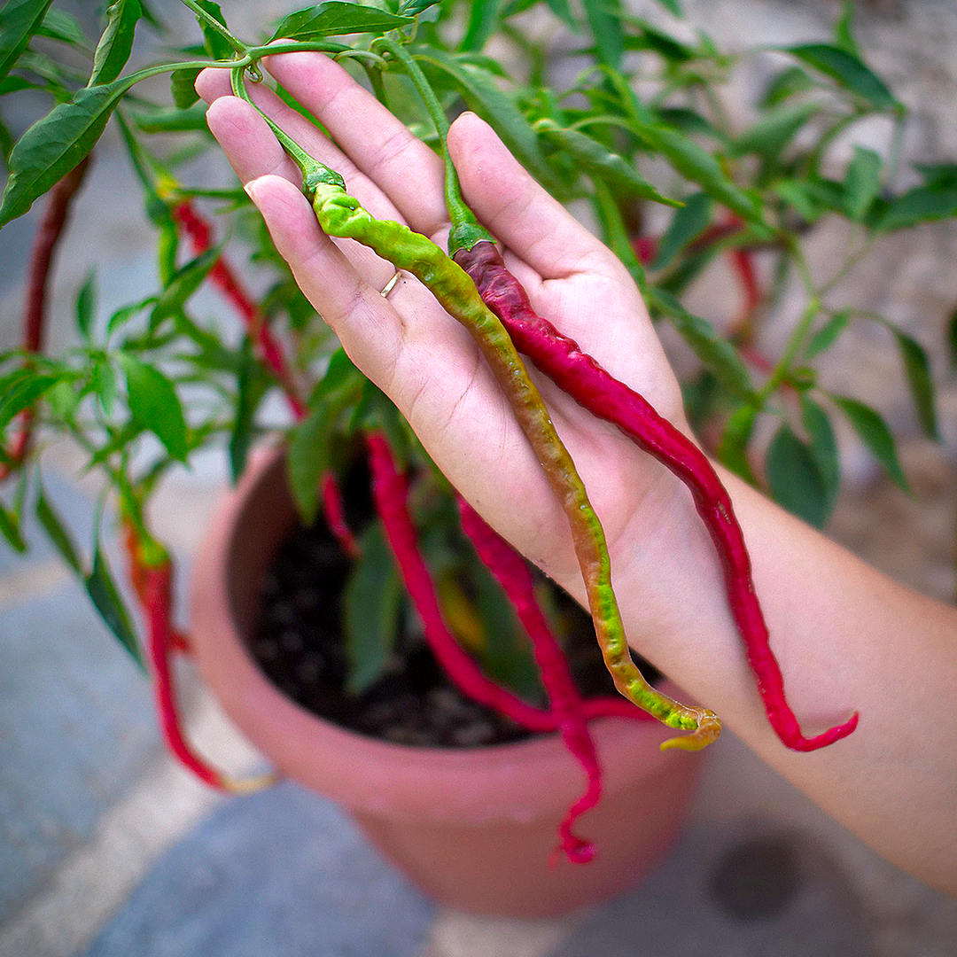 World of Chillies Thunder Mountain Longhorn showing size