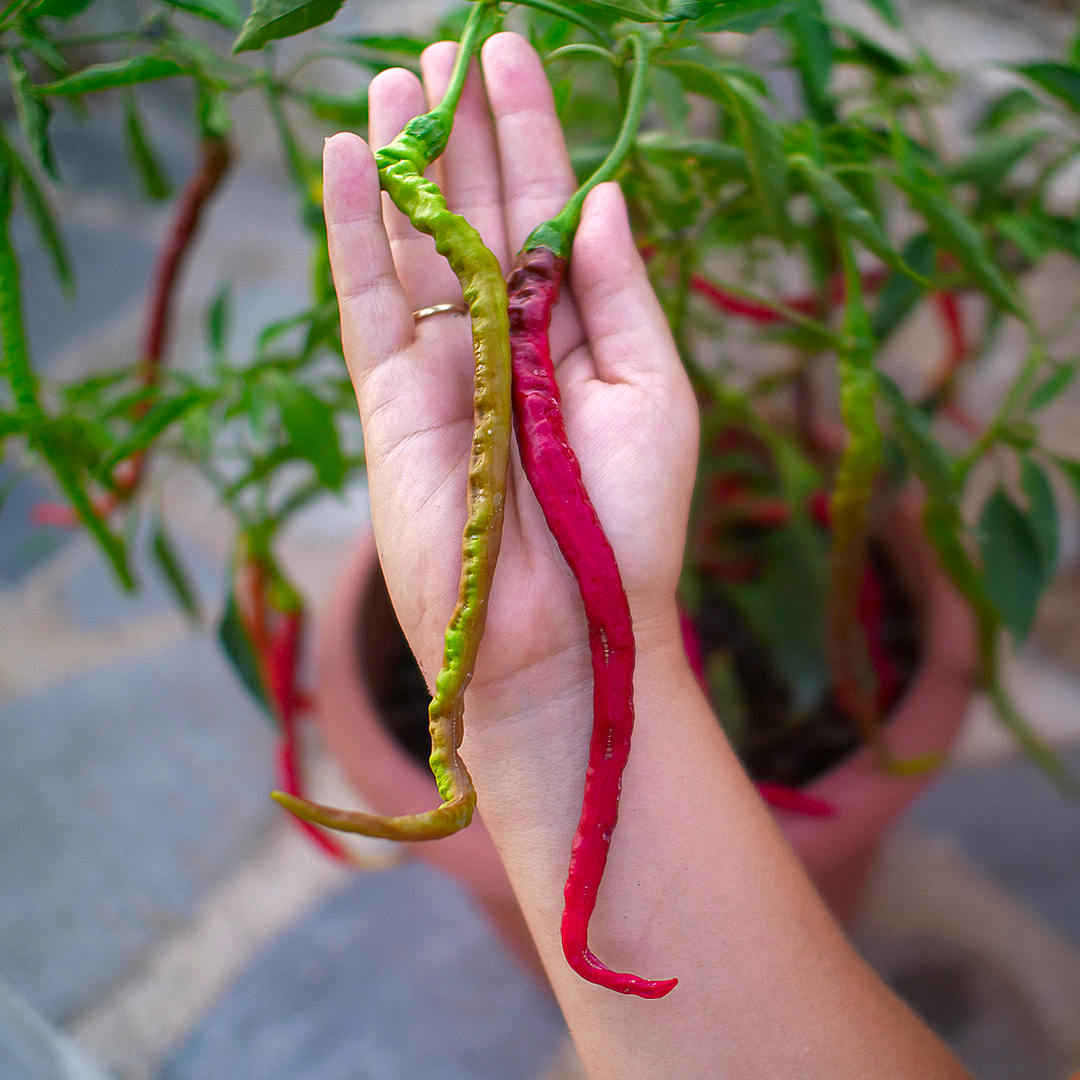 World of Chillies Thunder Mountain Longhorn held in hands