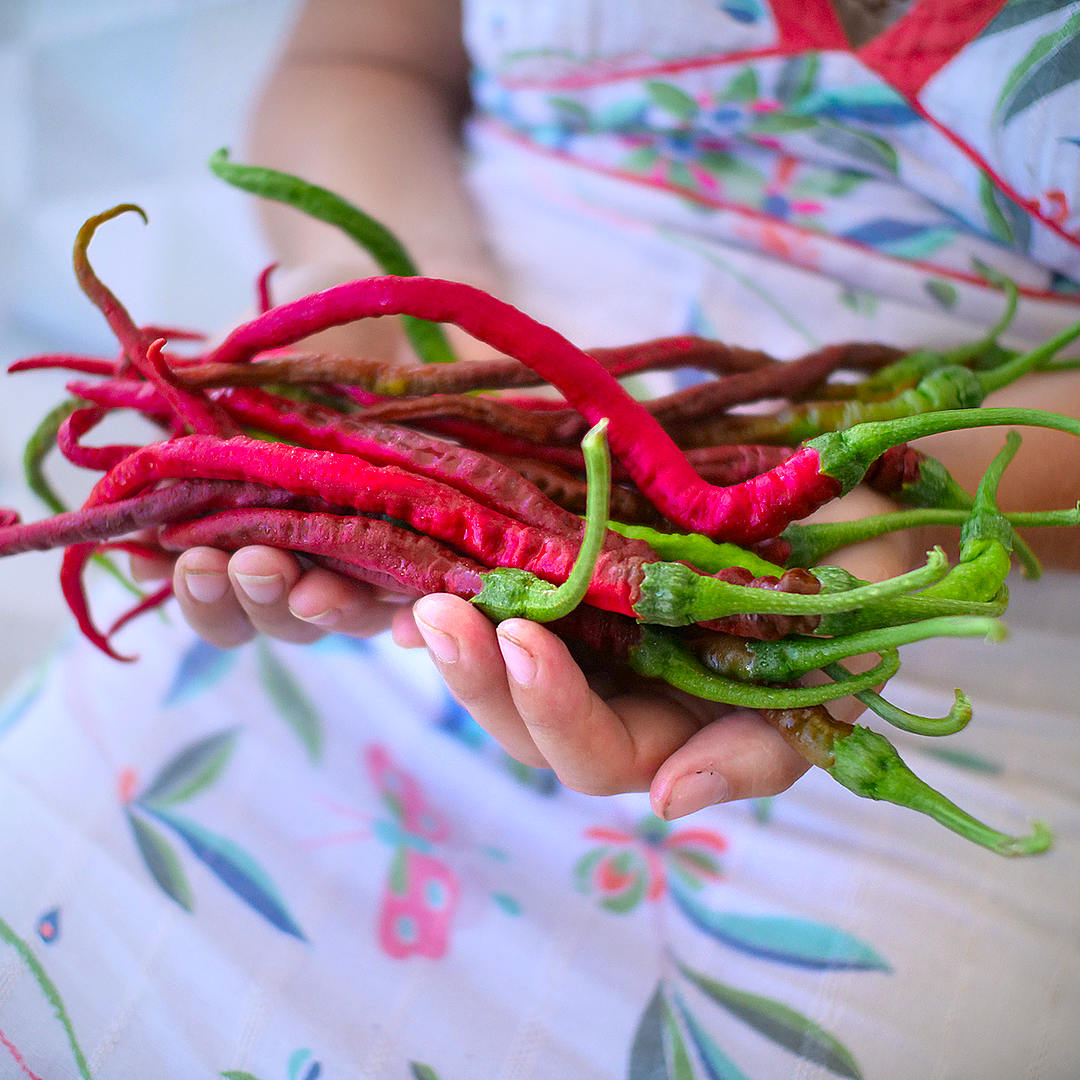 World of Chillies Thunder Mountain Longhorn pods held in hands