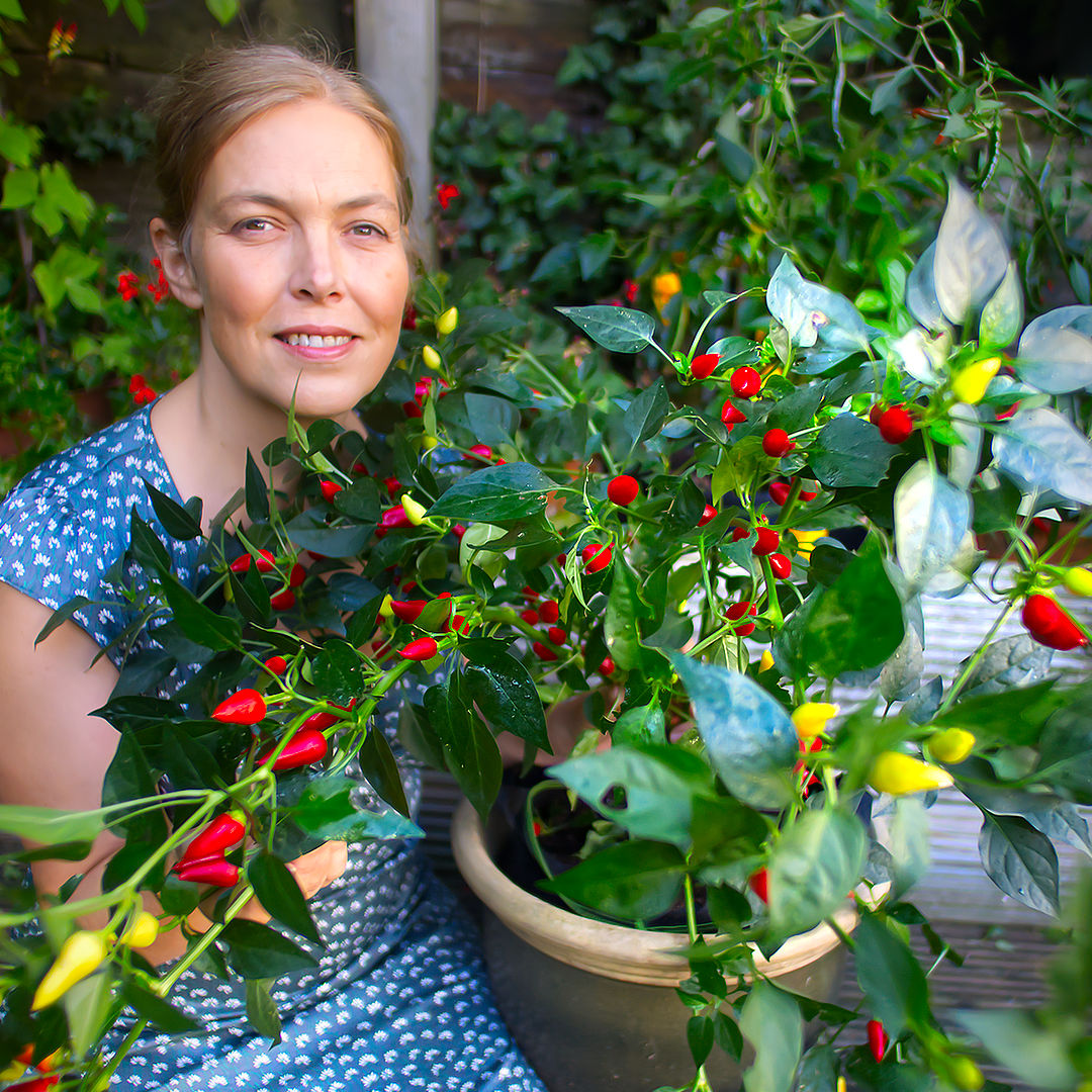 World of Chillies grower with Turkish Pickling chilli plant