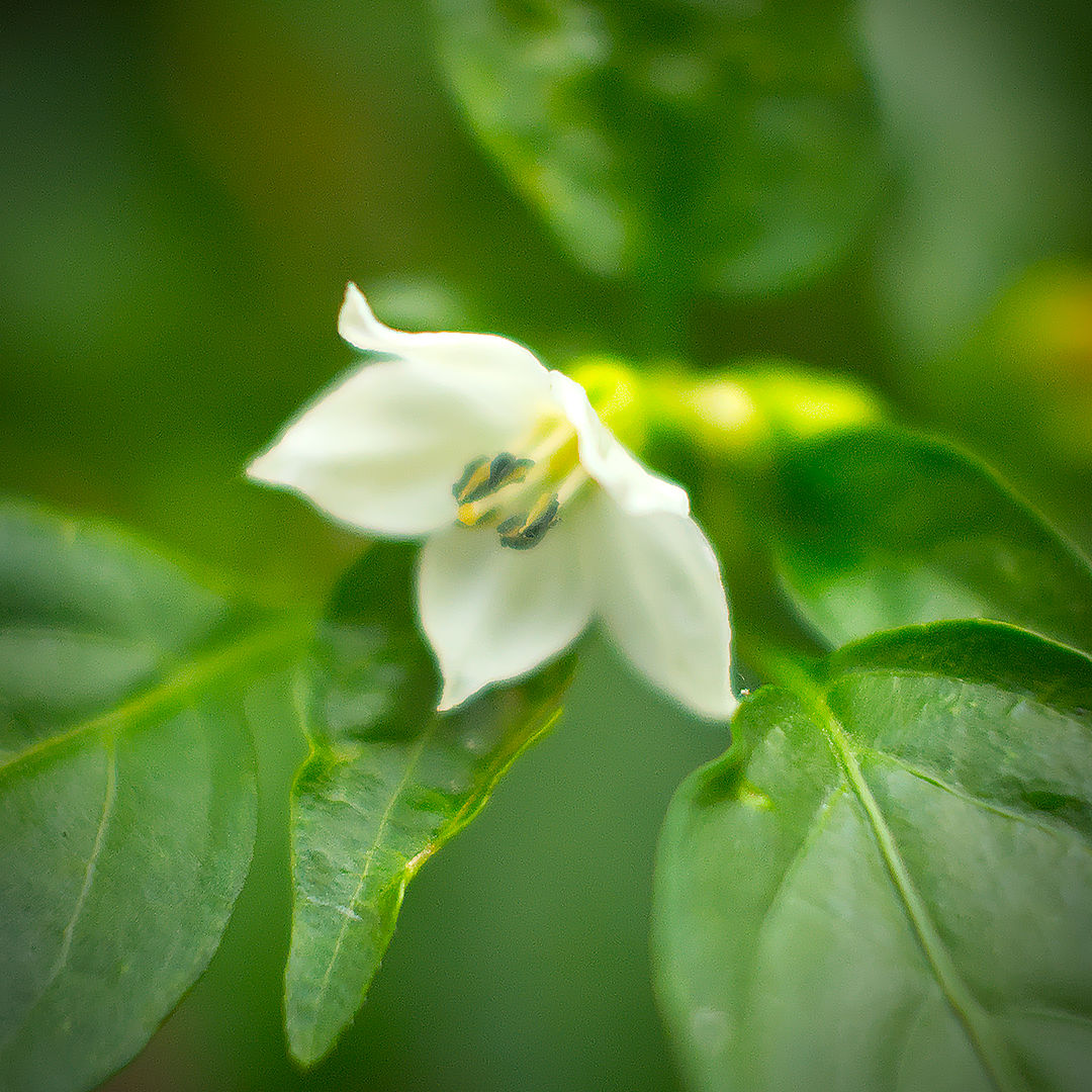 World of Chillies grower Turkish Pickling chilli flower