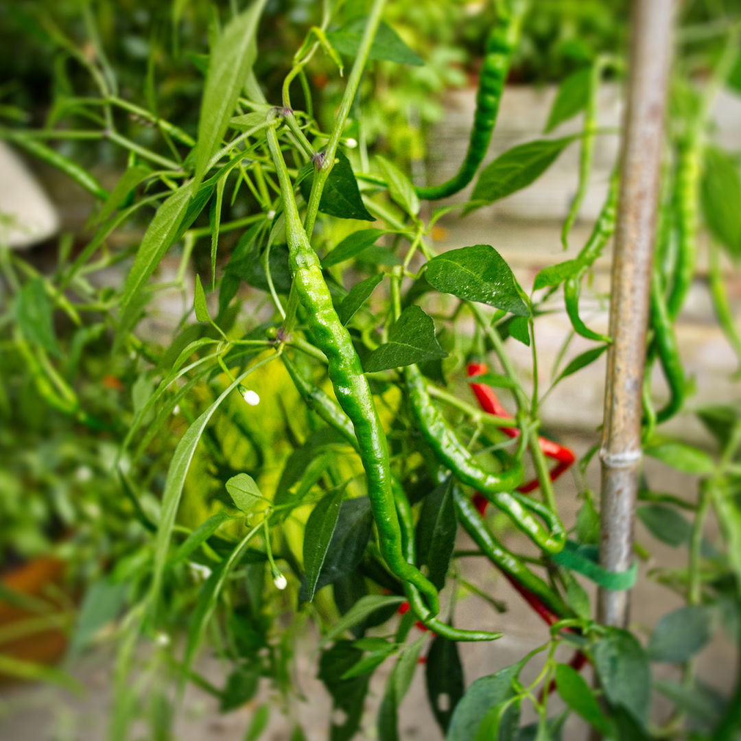 vindaloo chilli