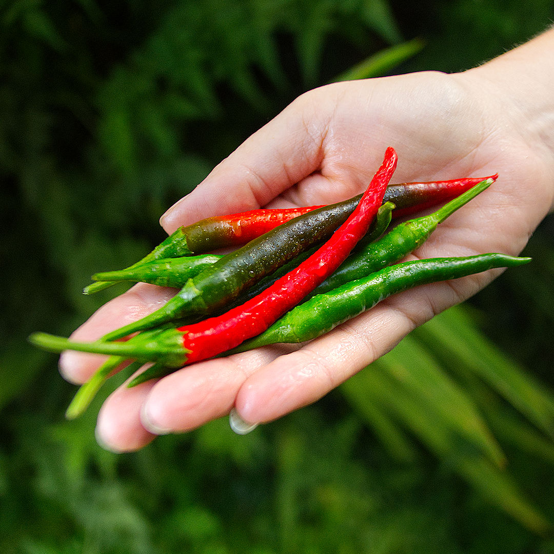vindaloo chilli