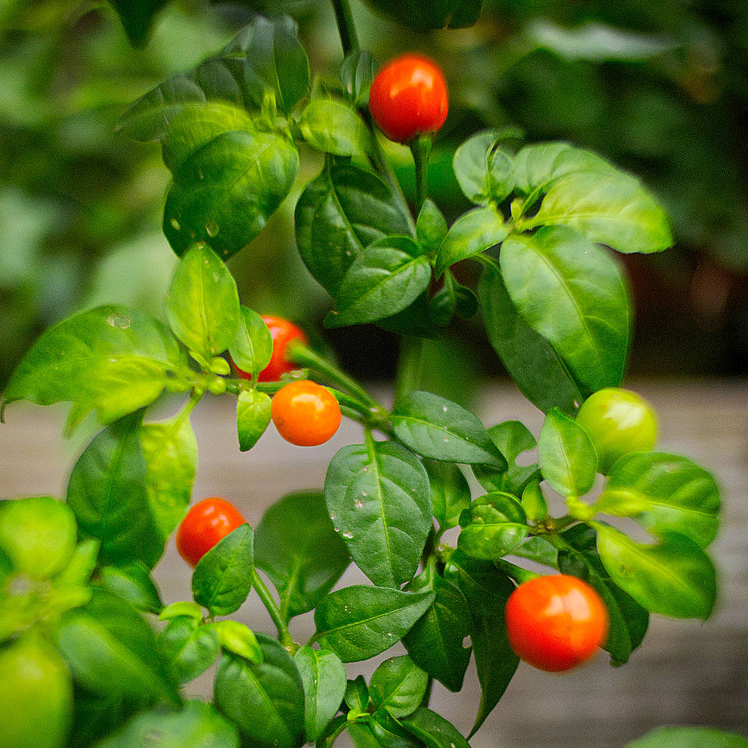 Wiri Wiri Chilli plant