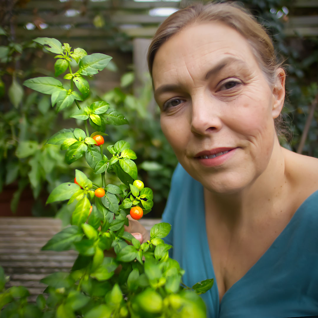 Wiri Wiri chilli with grower