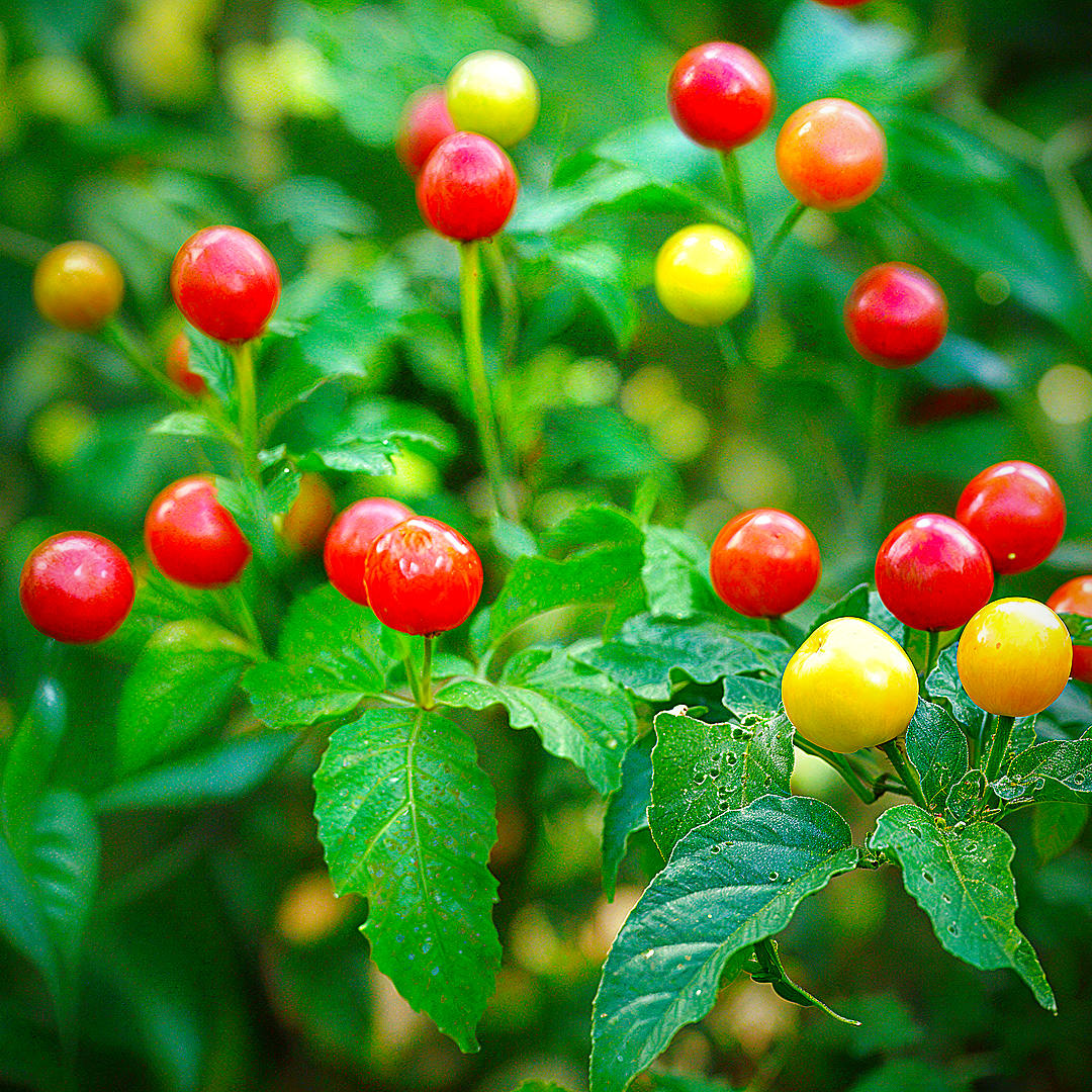 Wiri Wiri chilli pods covering bush