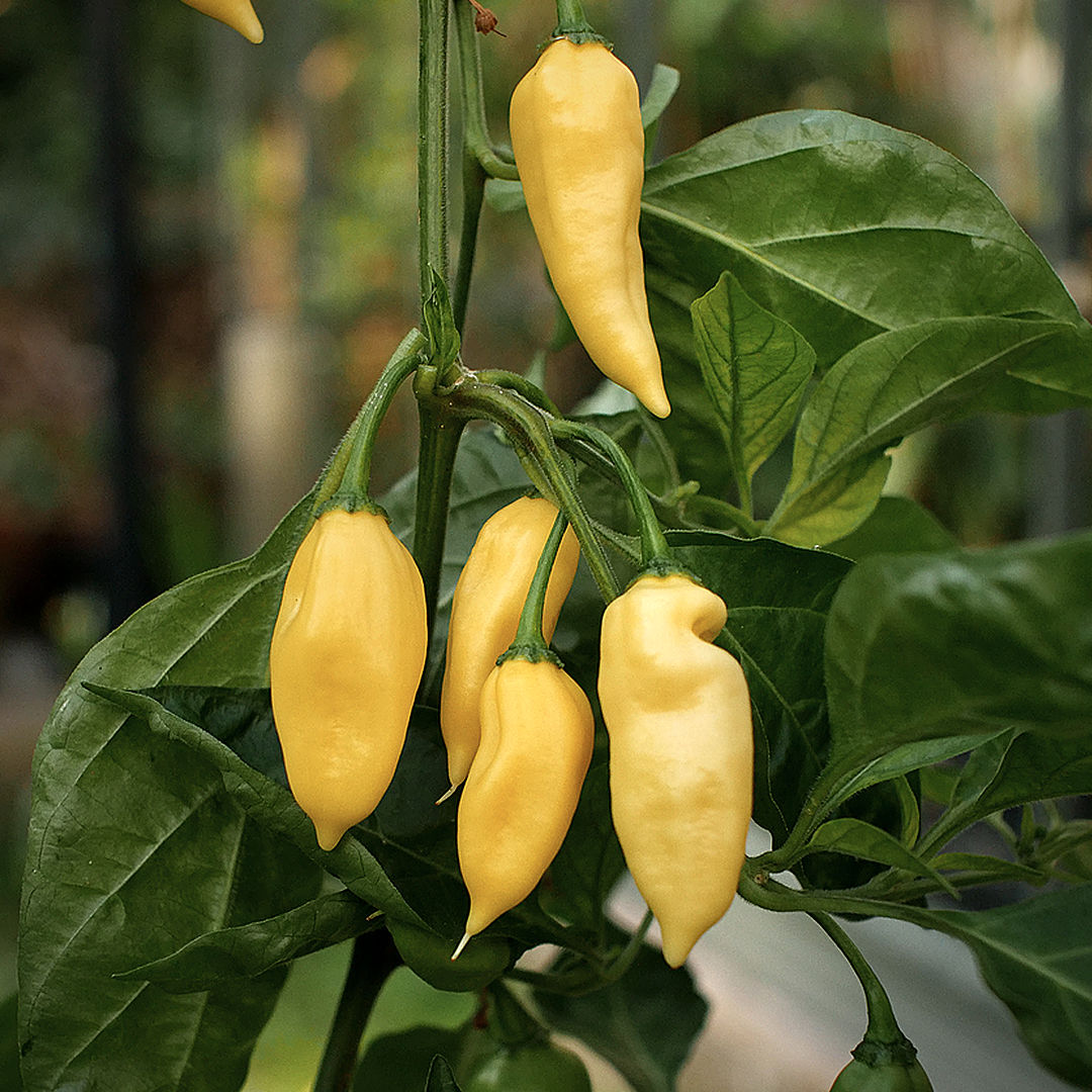 wratih chilli