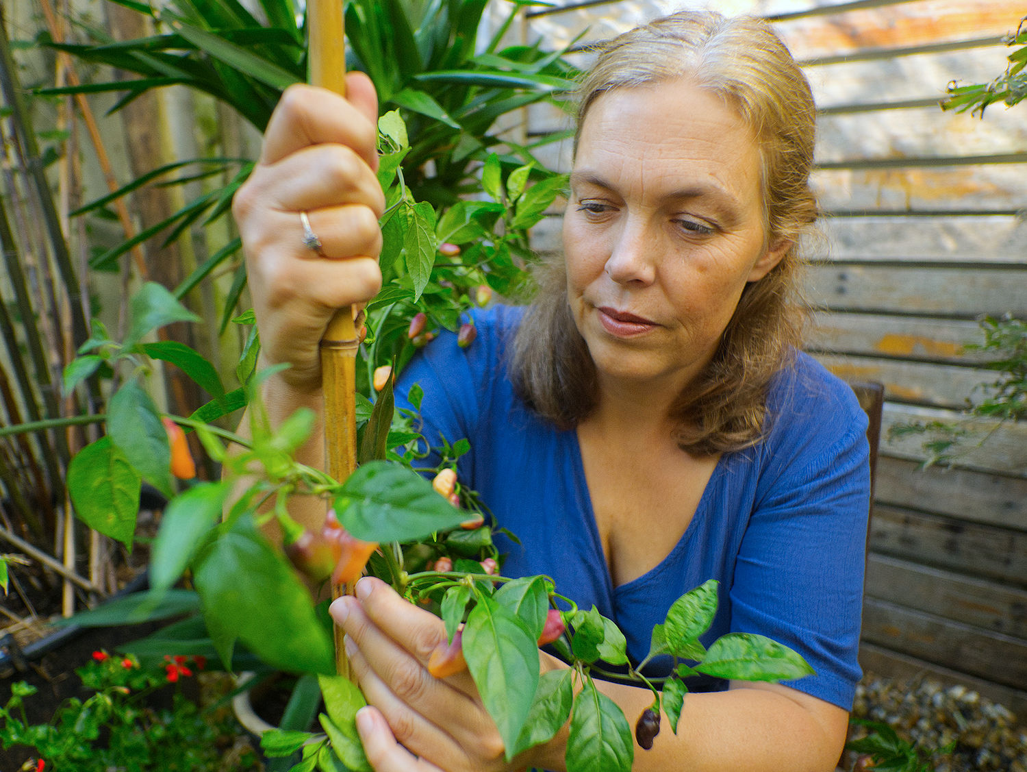  I had to stake my greenhouse plant to support its sprawling branches, which grew heavy with an abundant crop of vibrant chilli pods. 