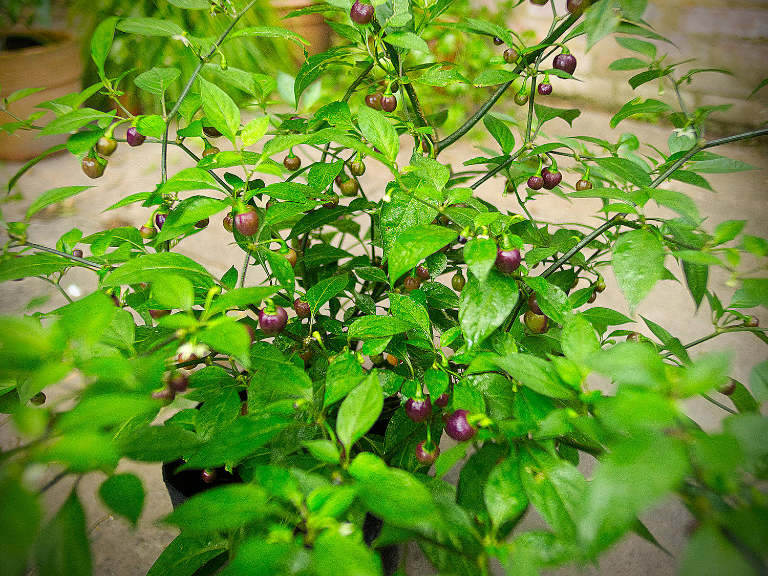  In contrast, the outdoor plant was smaller and stockier, easily supporting its sturdy little pods without any need for staking. 
