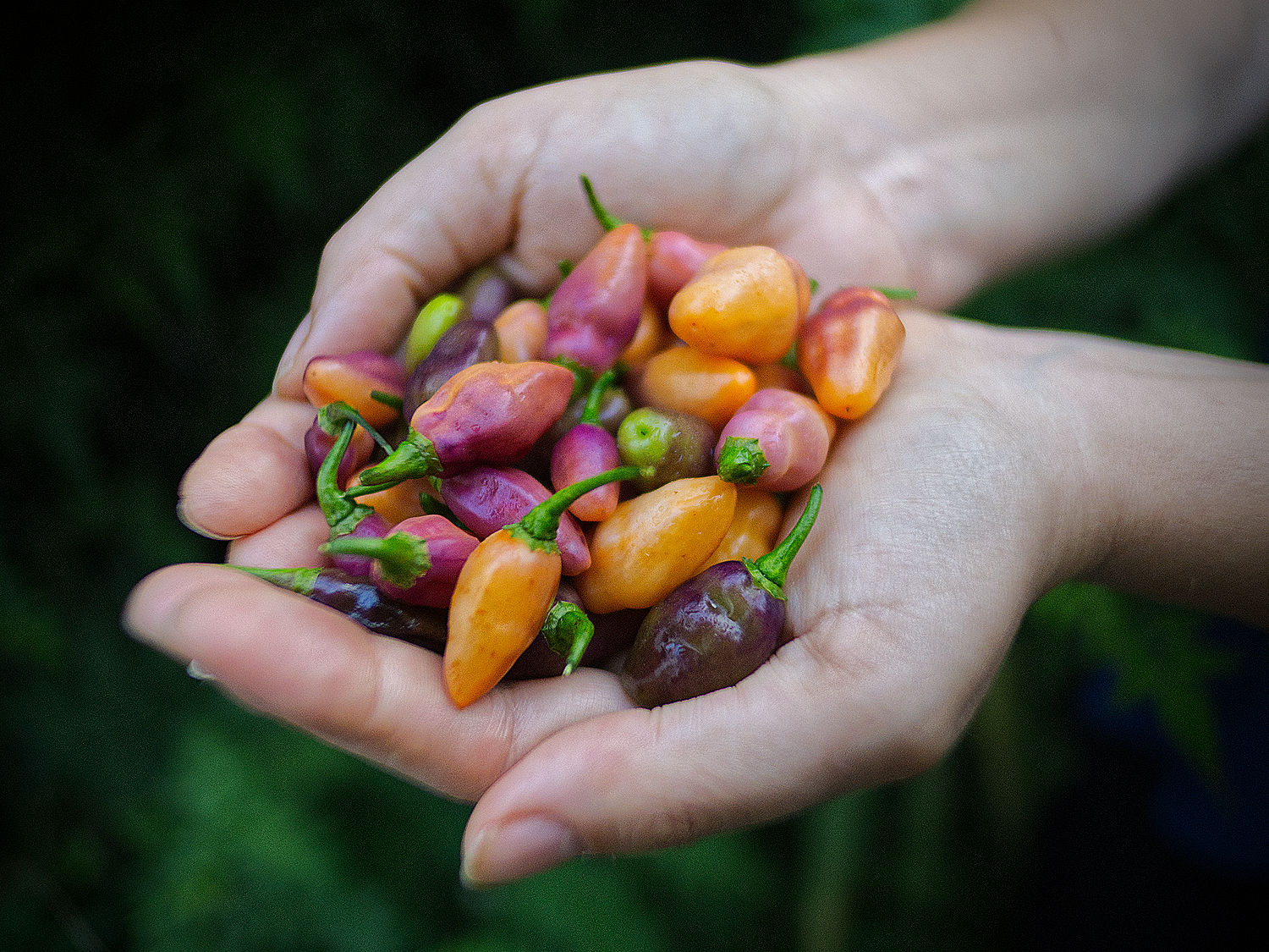  n the greenhouse, my chillies transformed into elongated lanterns, ripening from purple to pink, and finally to irresistible shades of peach and salmon. 