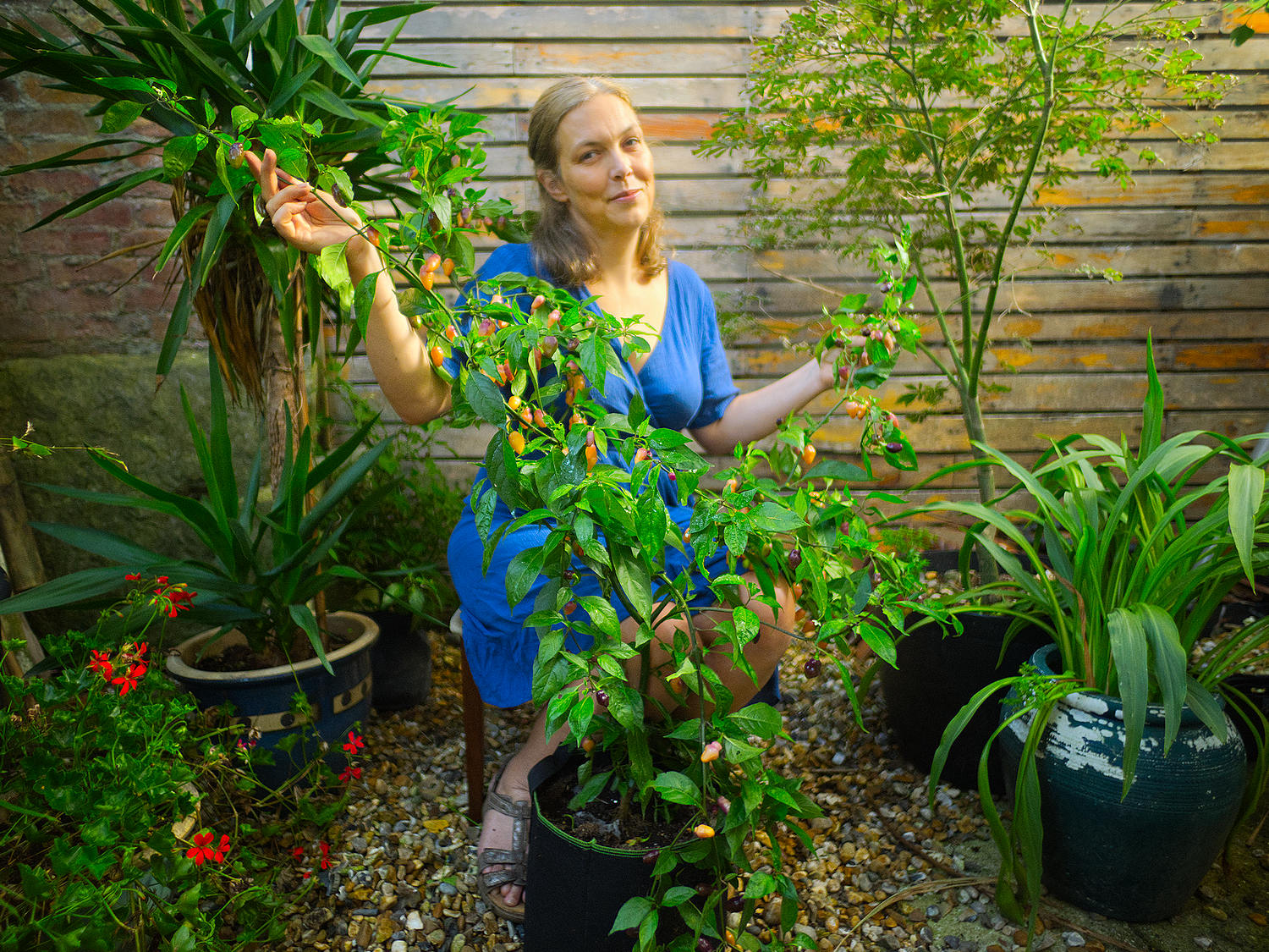  This stunning Cheiro Roxa thrived in the warmth of my greenhouse, with its long, lush branches bursting with delicate peachy pods. 