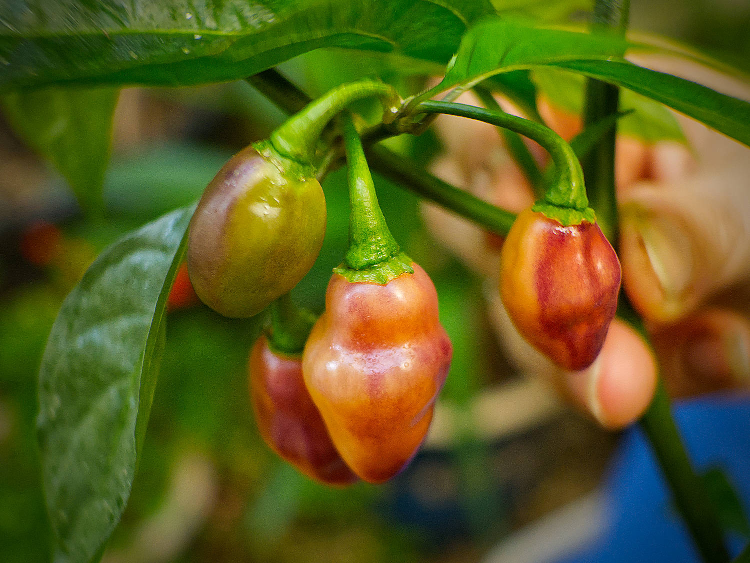  Cheiro Roxa boasts some of the chilli world's most striking pods, dangling from the branches like iridescent little lanterns. 